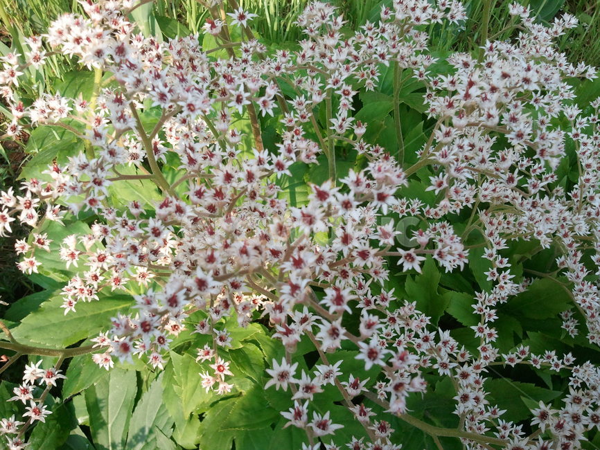 돌단풍,장장포,부처손,다년생초본,돌나리,추엽초,식물,자연,plants,nature,꽃,flower