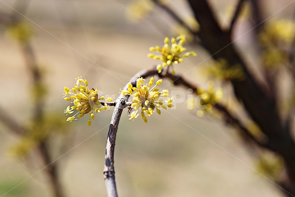 산수유,꽃,봄꽃,봄,꽃잎,식물,자연,봄,계절,spring,season