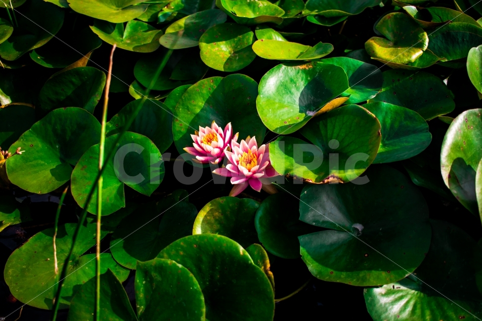 연꽃,초록,꽃,호수,여행,식물,자연,plants,nature,꽃,flower