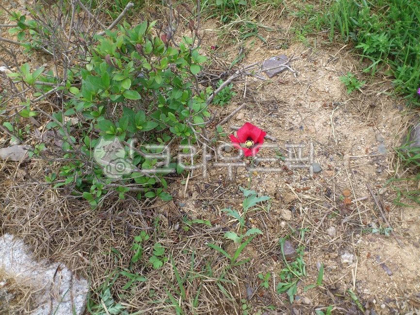 flower,꽃,anemone,아네모네,soil,토양