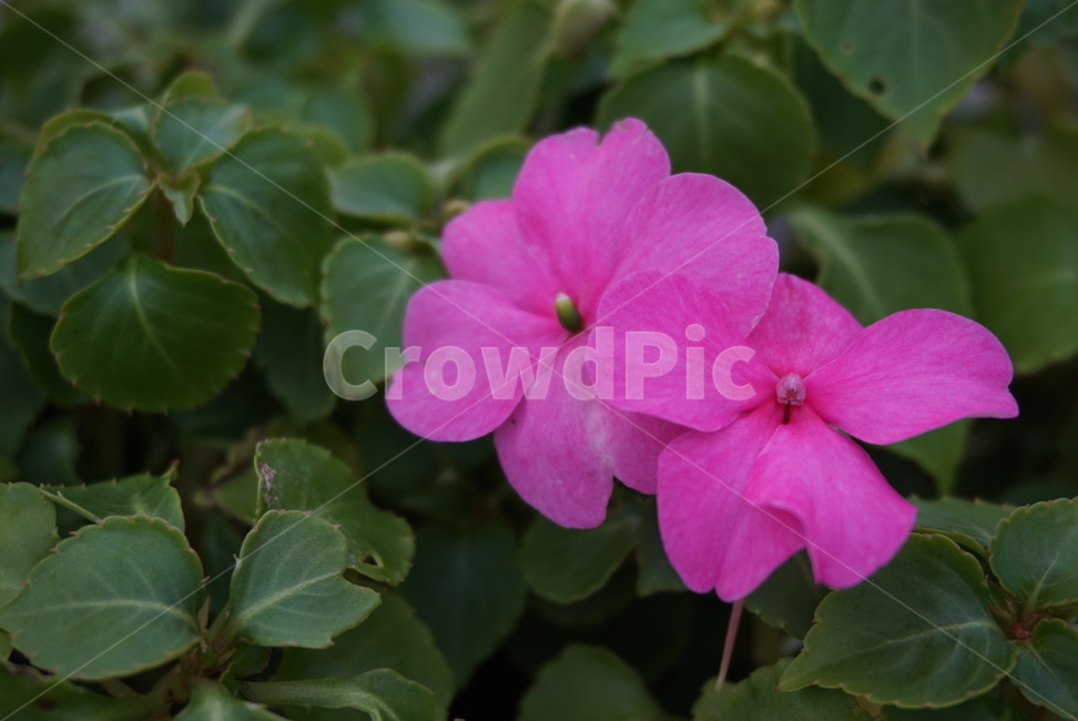 plant,식물,flower,꽃,blossom,식물,자연,plants,nature,꽃,flower