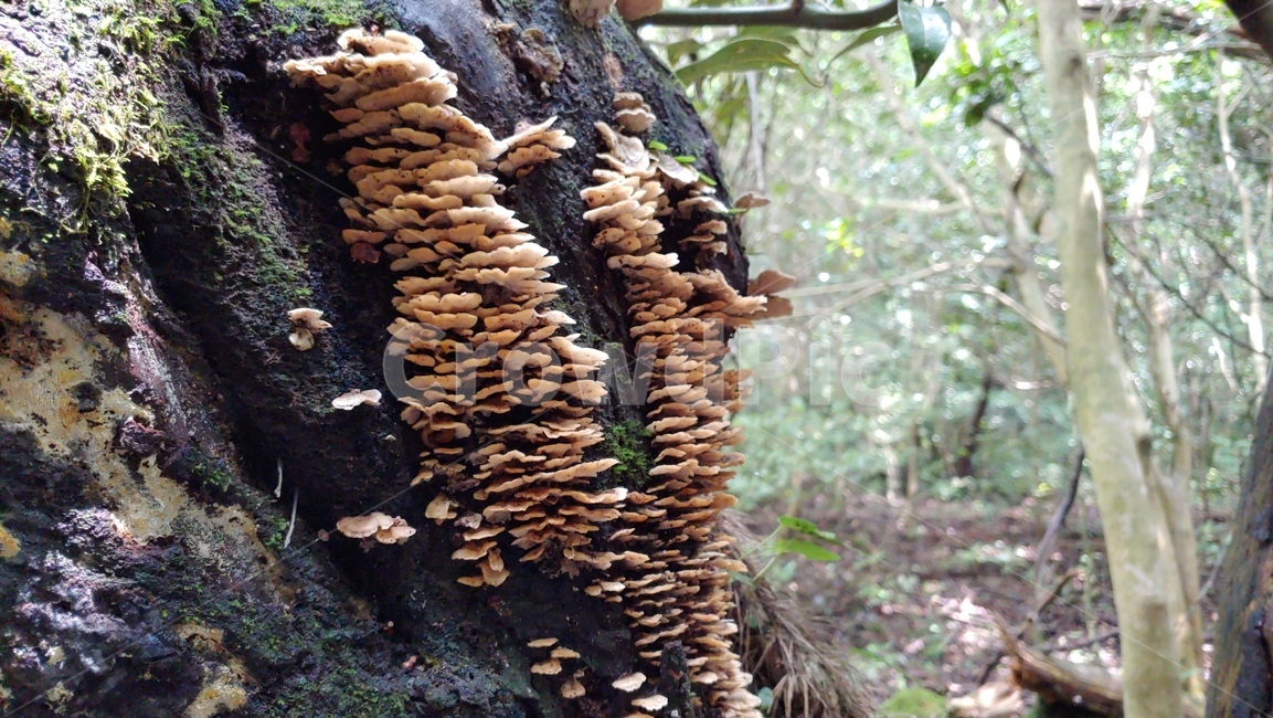 버섯,야생버섯,독버섯,afieldmushroom,setas,버섯,mushroom