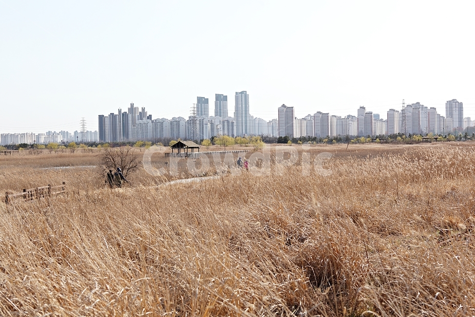 소래습지생태공원,억새,갈대,식물,공원,자연,풍경,생태공원