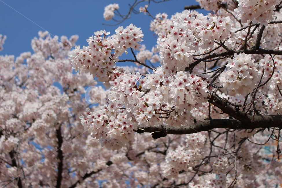 벚꽃,벚꽃나무,봄꽃,cherryblossom,체리블라썸,봄,벚꽃만개,4월벚꽃,일상,풍경,봄,계절,spring,season,plant,식물,flower,꽃,blossom,cherry blossom,fungus,진균류
