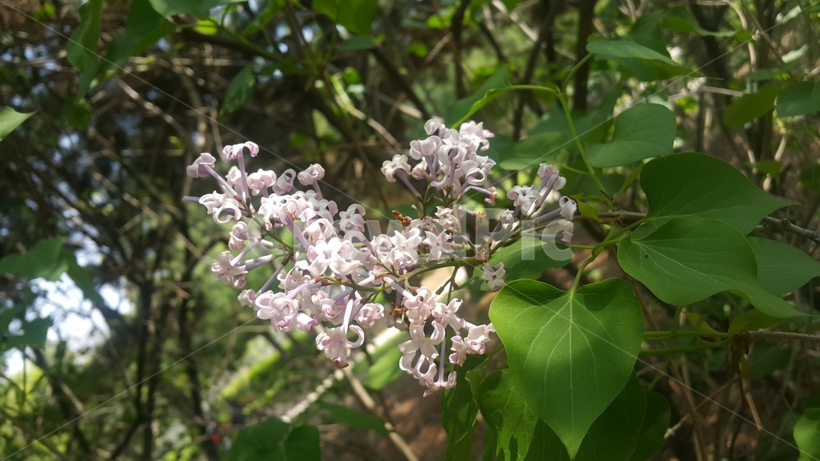라일락꽃,꽃,봄꽃,보라색꽃,공원의꽃,flower