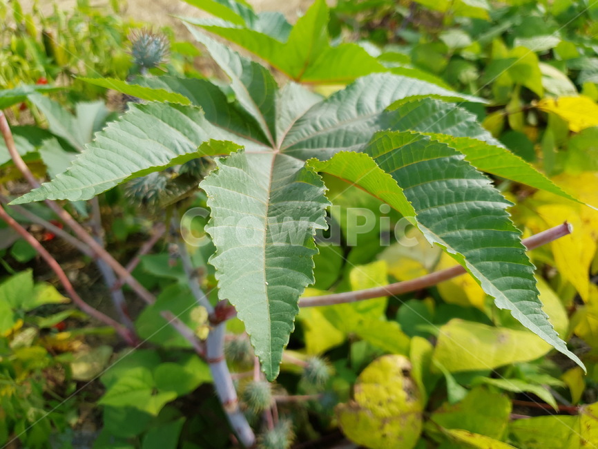 leaf,잎,plant,식물,자연,식물,자연,plants,nature