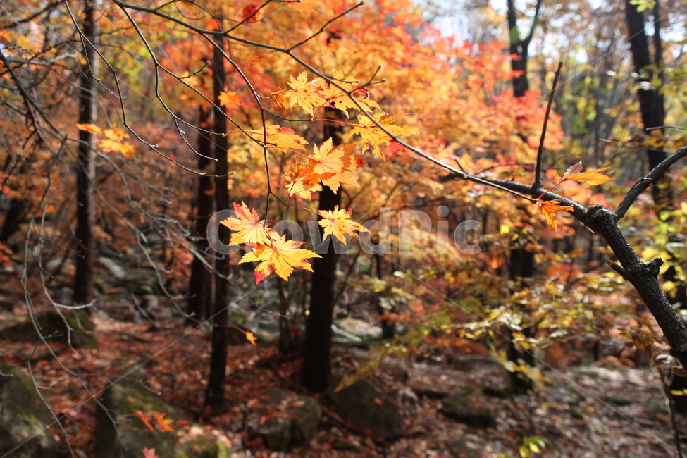 단풍,가을,나무,만추,단풍숲,가을,계절,fall,autumn,season,식물,자연,plants,nature,leaf,잎,plant,tree,maple