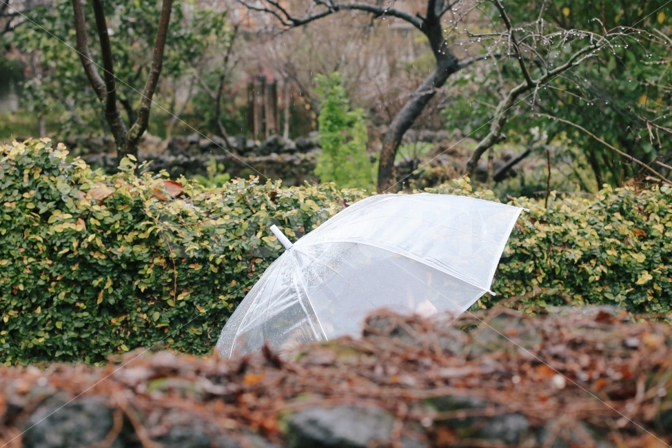 비,우산,투명우산,비오는날,초록색,새싹,돌담,사람,rain,umbrella,비,비오는날,rain,rainy,사람,인물,인간,human,person,감성,sensible,feeling