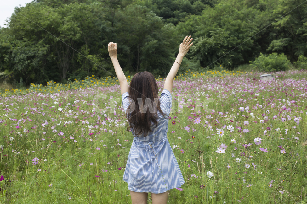 여자,여성,뒷모습,원피스,스트라이프,꽃,꽃밭,코스모스,가을,여성,여자,woman,female,lady