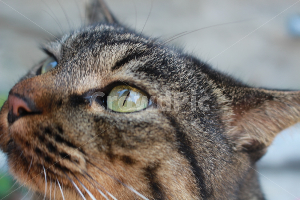 고양이눈,고양이,animal,동물,애완동물,pet,cat,거리,길고양이,동물,animal,포유류,mammal,고양이,cat,kitten,kitty