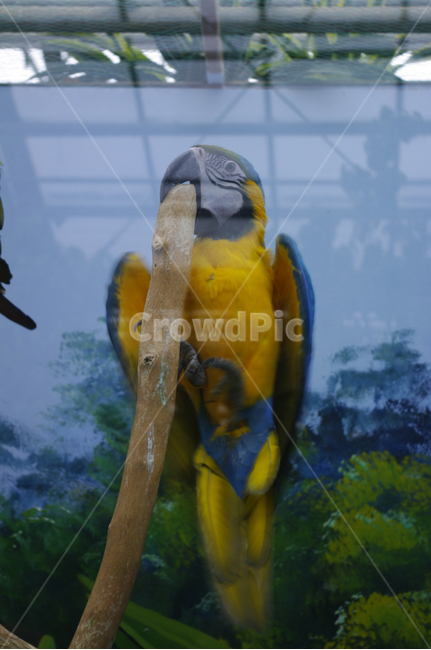 새,조류,앵무새,color,bird,동물,animal,조류,새,birds