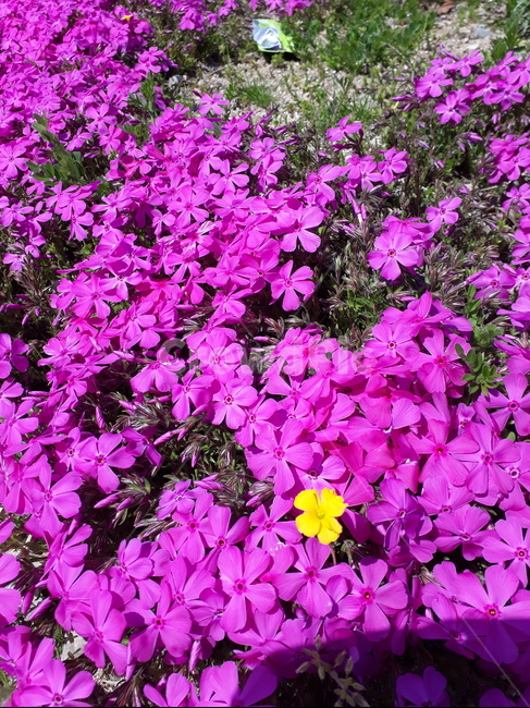 flower,꽃,plant,식물,꽃잎,blossom
