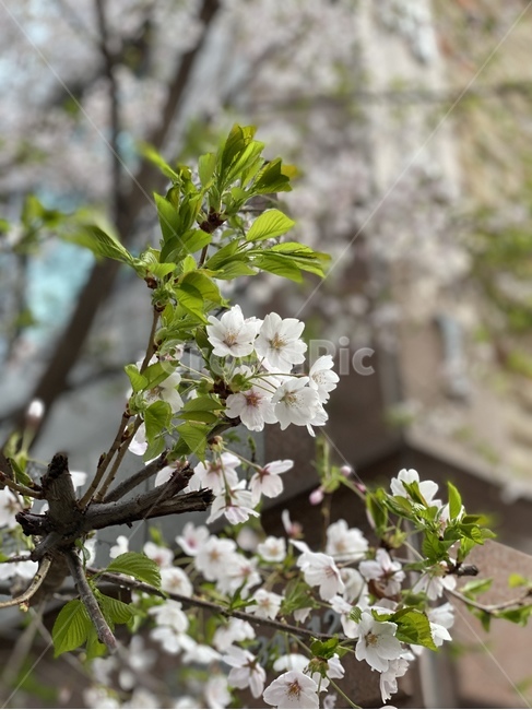 plant,식물,벚꽃,꽃,flower,green,봄,spring,cherryblossom