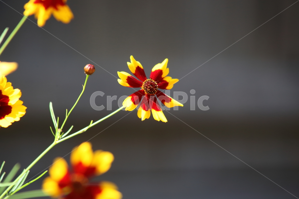 꽃,야생화,노랑,wildflower,금계국