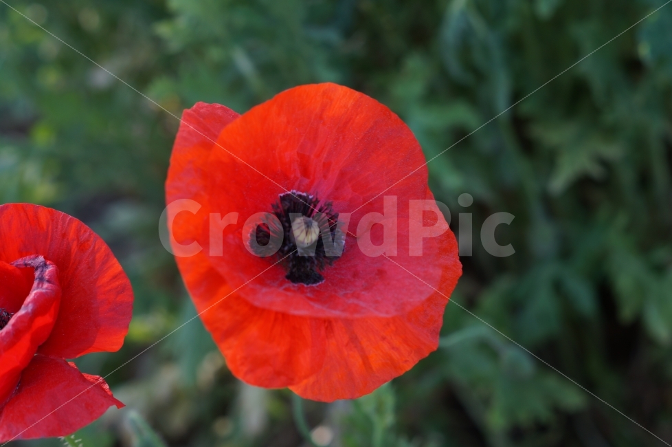 봄꽃,봄꽃축제,야생화,태화강,꽃사진,양귀비,식물,자연,plants,nature,꽃,flower