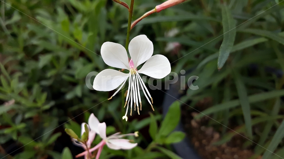 백접초,흰바늘꽃,가우라,식물,꽃,흰색,암술,수술,꽃잎,식물,자연,plants,nature,꽃,flower