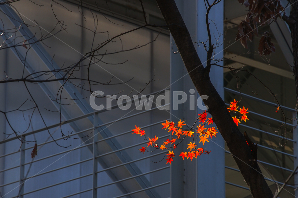 단풍,12월,겨울,늦가을,초겨울,나무,식물,감성,계절,가을,계절,fall,autumn,season,식물,자연,plants,nature,leaf,잎,plant