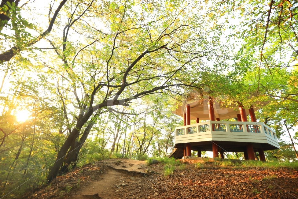나무,팔각정,산,풍경,산길,자연,풍경,nature,landscape,여름,계절,summer,season,휴식,힐링,rest,relaxation,healing,tree,plant,식물