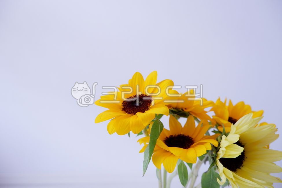 blossom,yellow,bouquet,vase,inside,sunflower,flower,flower flower,plant,sunflower flower
