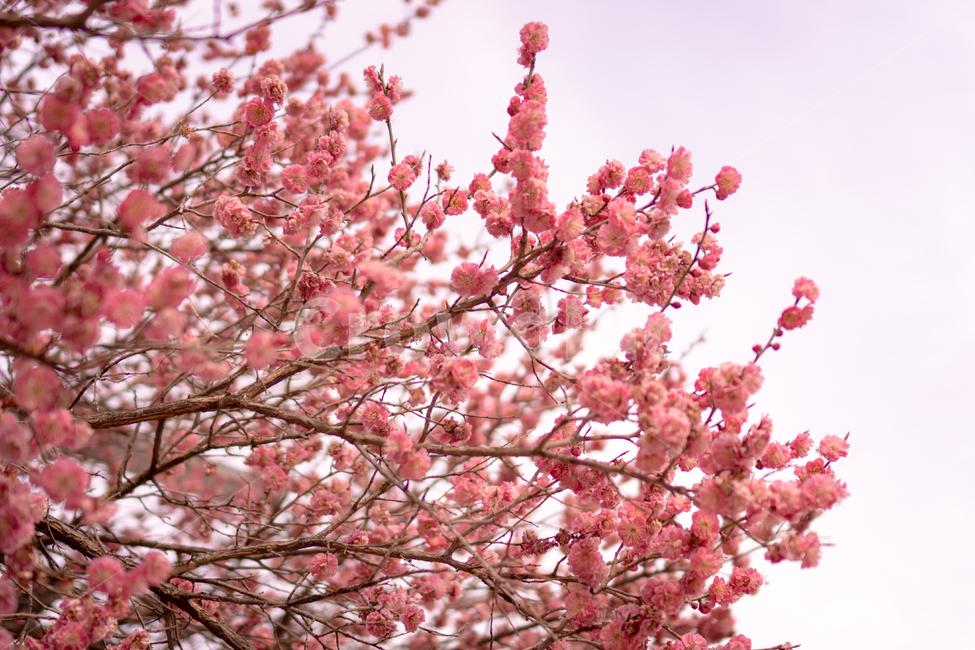 plant,식물,flower,blossom,꽃,분홍꽃,봄,spring,매화,홍매화,봄,계절,spring,season