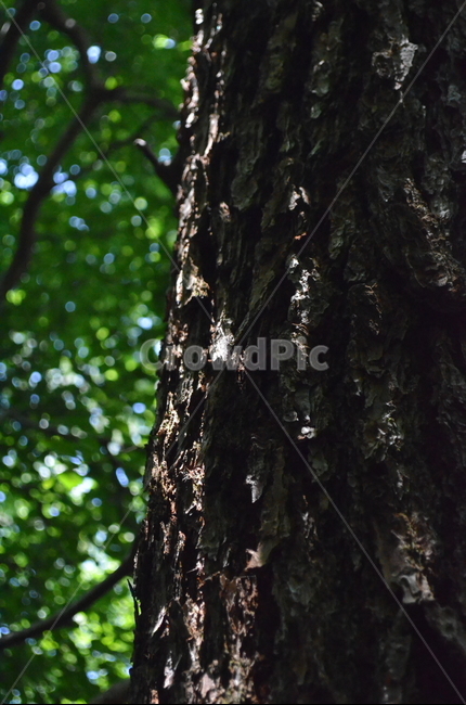 treetrunk,plant,나무,tree,식물,나무줄기,식물,자연,plants,nature,나무,trees,wood