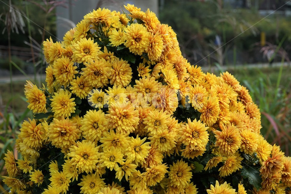 가을,국화,노랑,우아,chrysanthemum,autumn,elegance,fall,yellow,flower,season,smell,bloom,우아함,계절,꽃,floral,nobility,고귀함,향기,가을대표,가을꽃,식물,노랑꽃,꽃봉오리,국화꽃,plant,식물,자연,plants,nature,꽃,flower