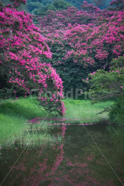 여름,여름꽃,배롱나무꽃,백일홍,붉은빛,자연,담양,명옥헌원림,자연,풍경,nature,landscape,여름,계절,summer,season,outdoors,옥외