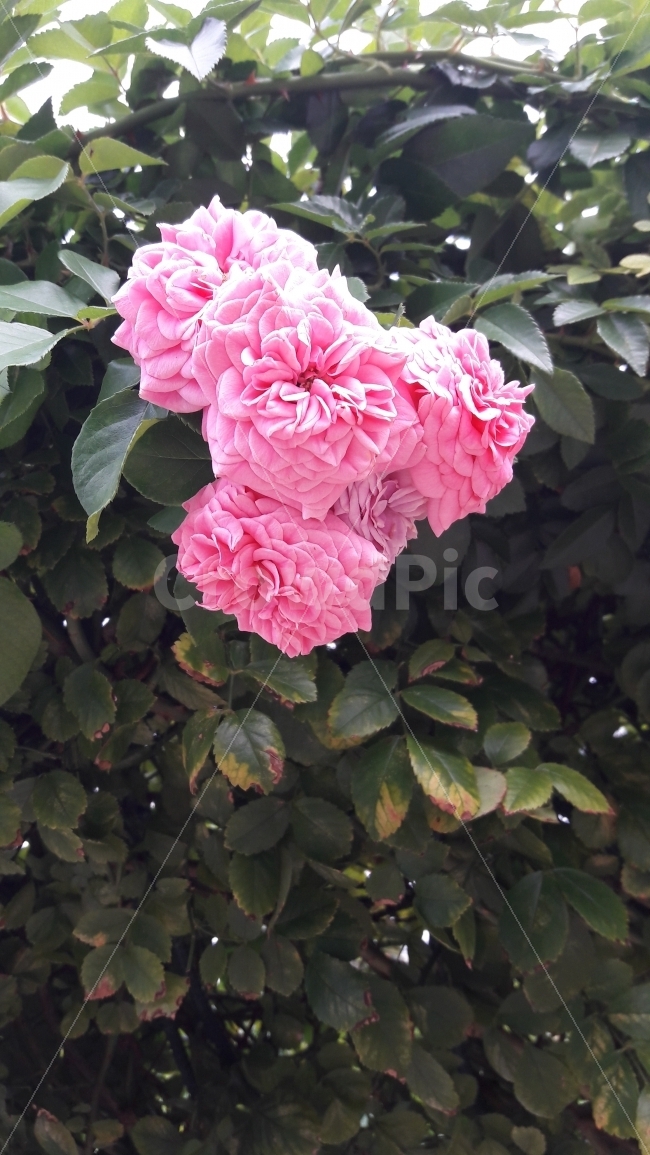꽃,장미,분홍,초록,활짝,식물,자연,plants,nature,꽃,flower