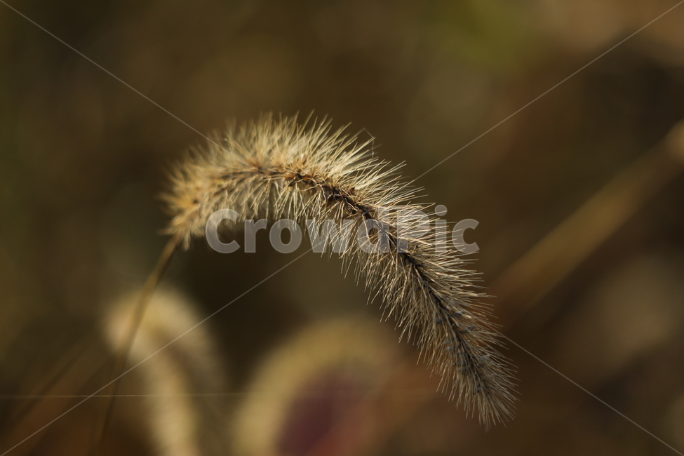 강아지풀,빛,조화,그리움,생각,가을,계절,fall,autumn,season,식물,자연,plants,nature,plant,grass,잔디,lawn,reed,갈대