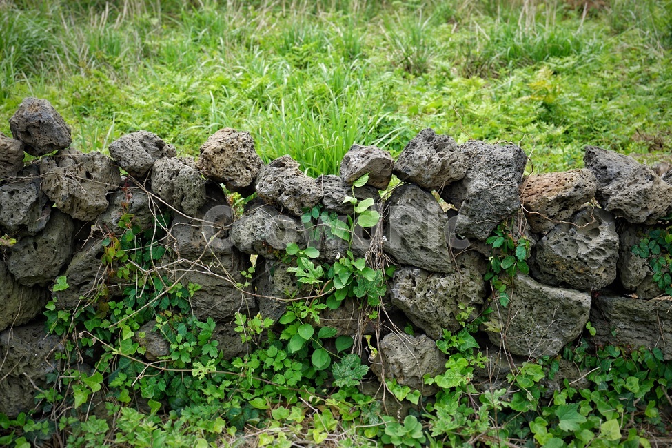 현무암,돌담,넝쿨,돌,제주도,수평적인,넝쿨식물,vine,basalt,제주도,jeju,jeju island,wall,벽,ground,바닥,stone wall