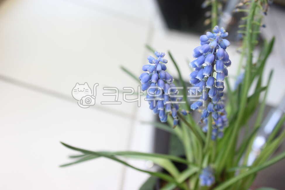 무스카리,파란꽃,꽃,식물,화분