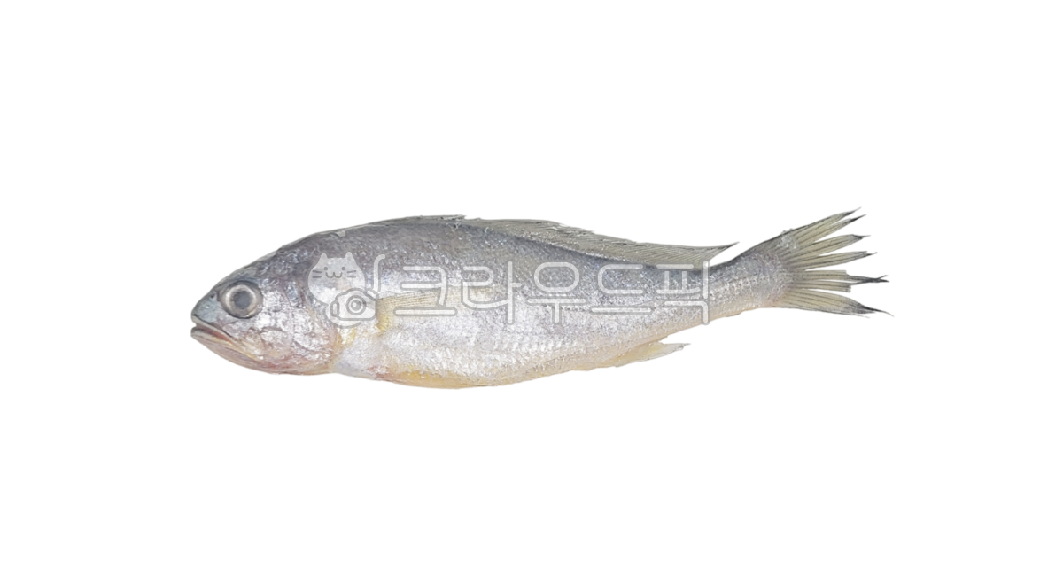 조기, 굴비, 생선, 물고기, fish, 사진,이미지,일러스트,캘리그라피 - 리앤스토리작가