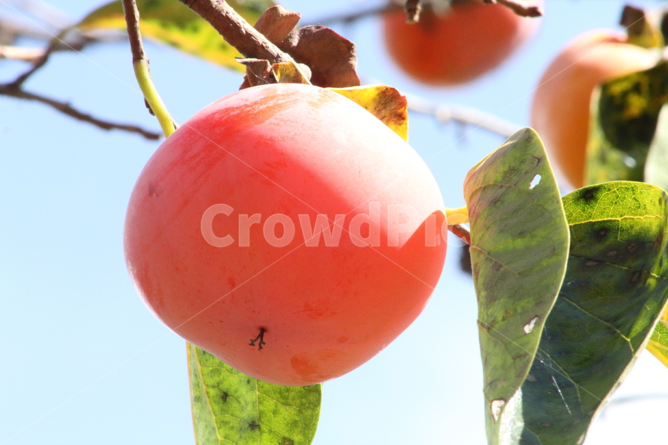 감,반시감,가을,과일,persimmon,fruit,홍시,식물,자연,plants,nature,과일,열매,fruit