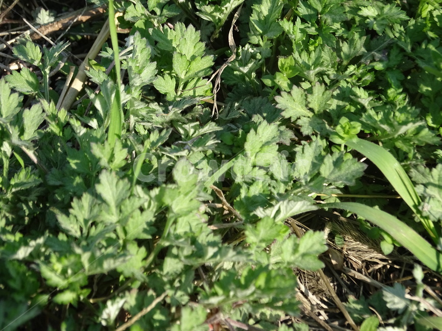 쑥,잡초,쑥국,봄,제철,식물,자연,plants,nature