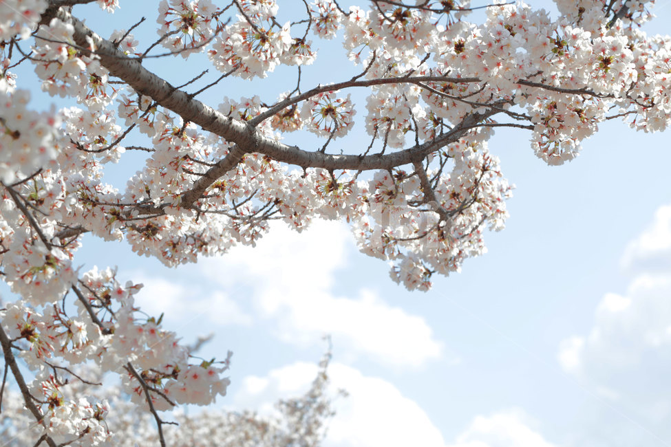 벚꽃,하늘,봄,바탕화면,배경화면,spring,flower,사쿠라,풍경