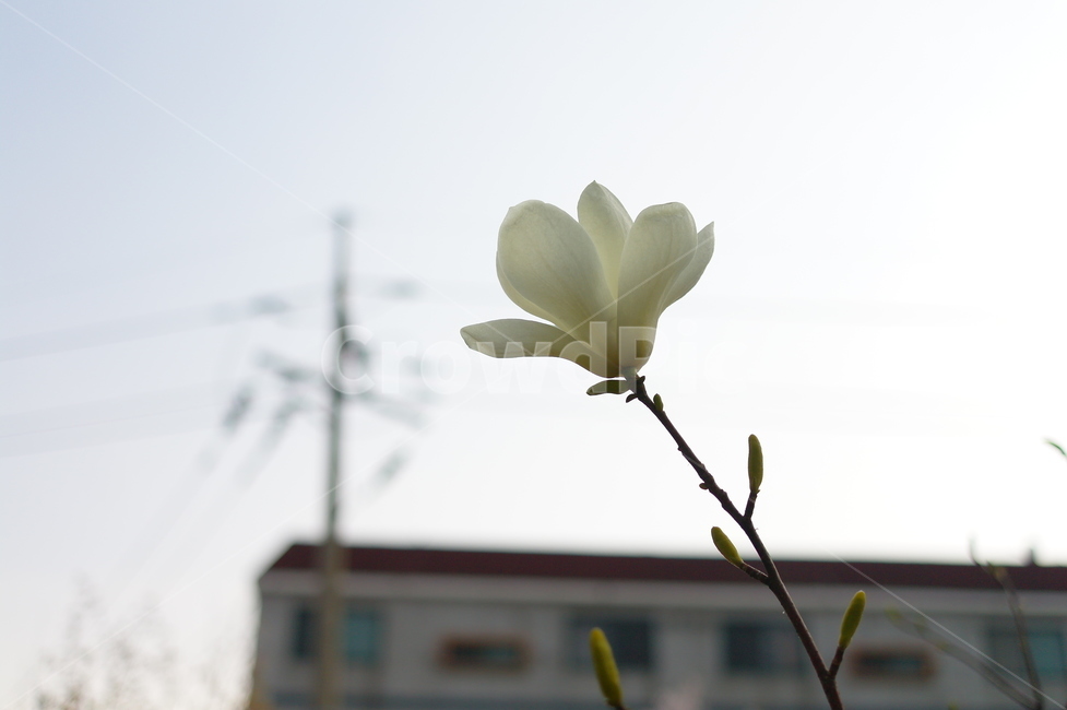꽃,나무,flower,목련,꽃봉오리