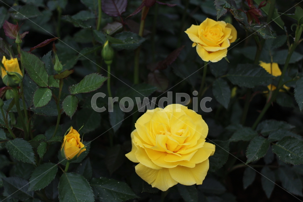 장미,rose,꽃,식물,플라워,flower,축제,향기,꽃향기,봄,계절,spring,season,식물,자연,plants,nature,꽃,flower,blossom,plant