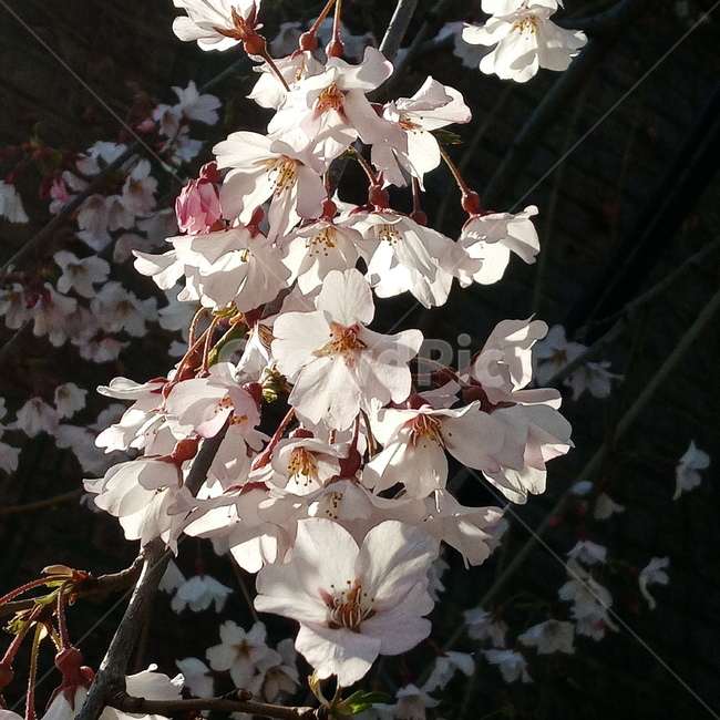 봄,벚꽃,cherryblossom,flowers,봄꽃,벚꽃나무,계절,springseason,꽃,나무,tree,감성,sensiblefeeling,plant,분홍,하양,배경,식물,자연,plants,nature,flower,blossom