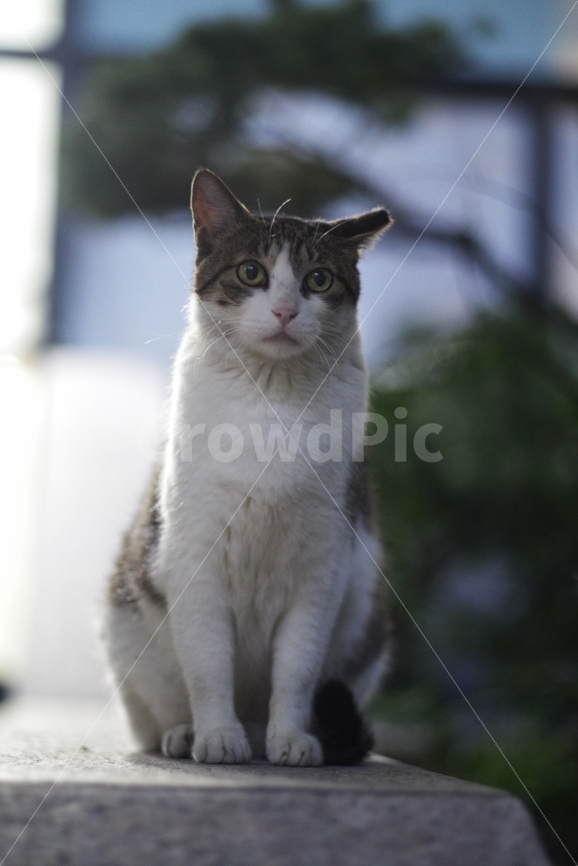 고양이,길냥이,길고양이,반려동물,감성사진,예쁜사진,배경화면,바탕화면,야생,동물,야생동물,애완동물,미냥,미묘,cat,kitty,kitten,cute,lovely,adorable,pet,animal,street,streetcat,stray,straycat,wild,wildcat,wildlife,wildanimal,nature,natural,자연,동물,animal,포유류,mammal,고양이,cat,kitten,kitty