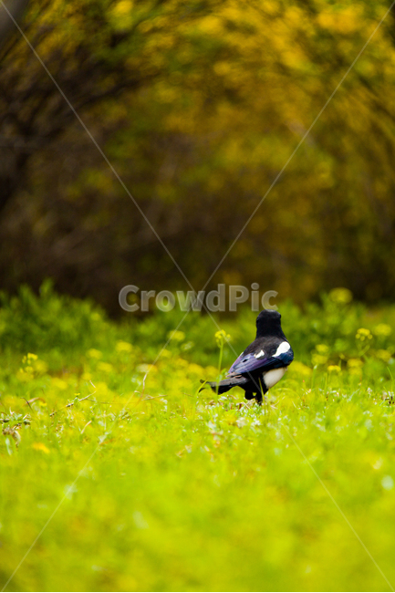 봄,새,까치,수목원,들,봄,계절,spring,season,동물,animal,조류,새,birds,bird