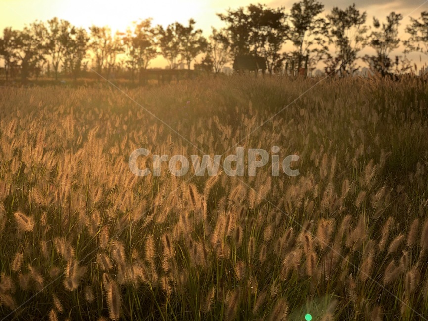 grass,식물,갈대,reed,plant,가을,계절,fall,autumn,season,잔디