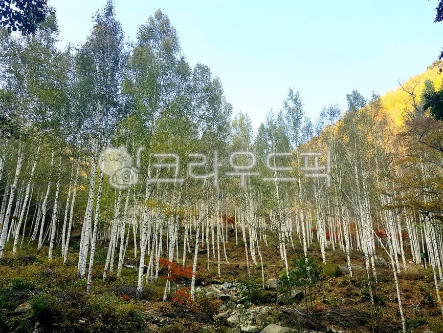 birch tree,bamboo birch tree,birch forest,plant,tree,Antelope birch tree