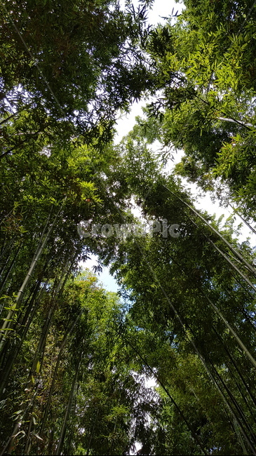 대나무,대숲,하늘,bamboo,sky,자연,풍경,nature,landscape,plant,식물