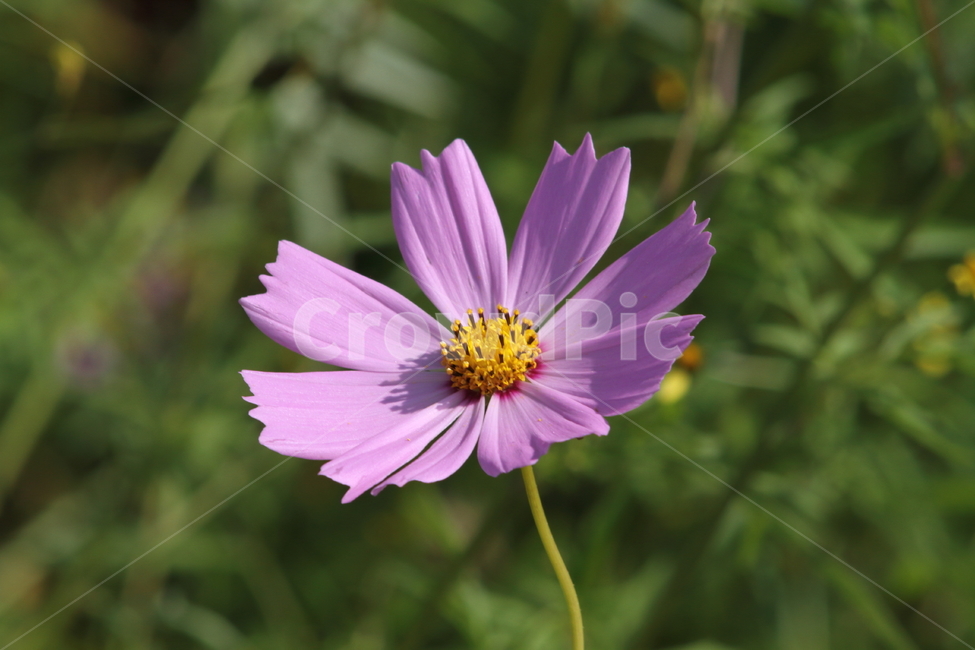 코스모스,꽃,식물,가을꽃,cosmos,가을,계절,fall,autumn,season,식물,자연,plants,nature,꽃,flower,plant
