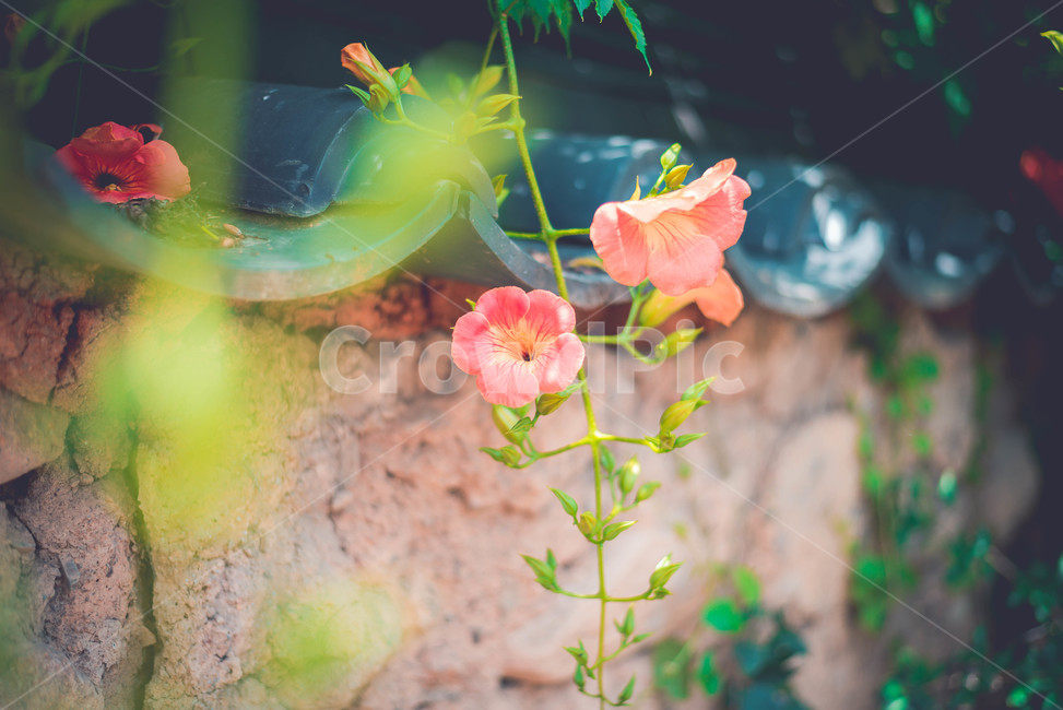 능소화,식물,꽃,주황색,여름꽃,식물,자연,plants,nature,꽃,flower