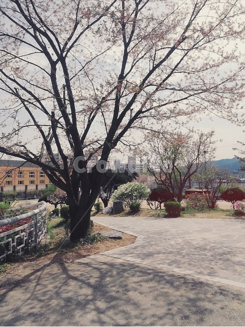 풍경,벚꽃,벚꽃나무,배경,교목