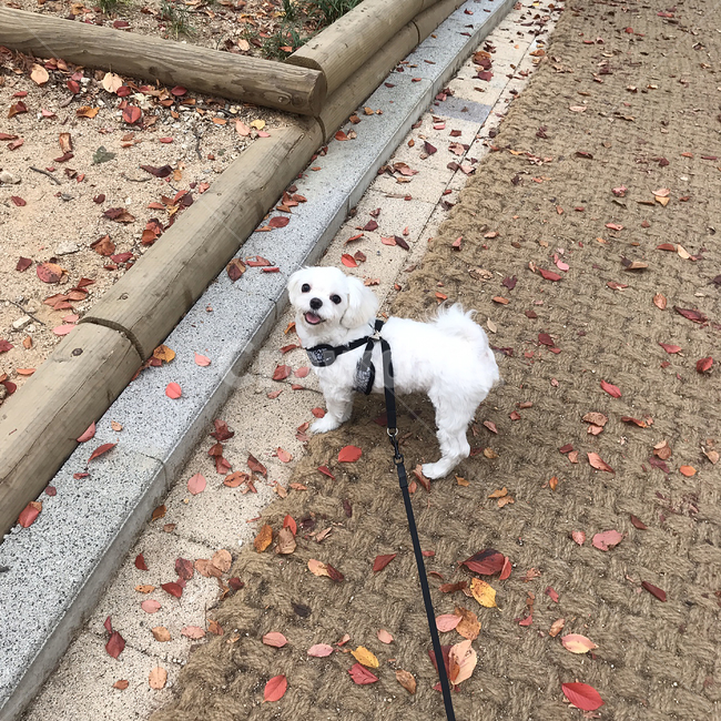 pet,애완동물,dog,개,animal,동물,포유류,나무,공원,야외,outdoor,하네스,smile,happy,산책,가을,autumn,maple