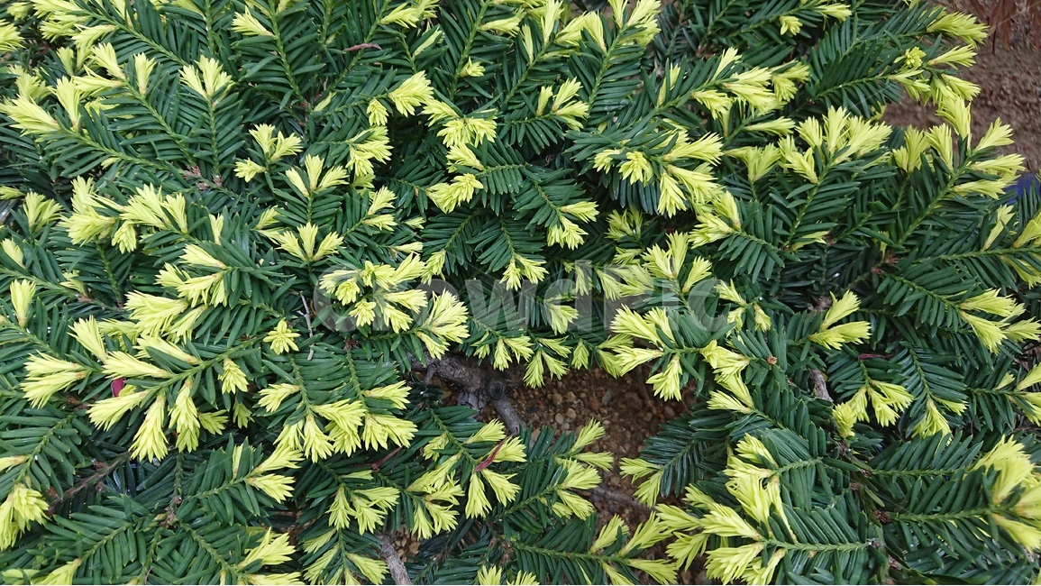 식물,나무,봄,새싹,그린,녹색,봄,계절,spring,season,식물,자연,plants,nature,pottery,도기류,vase,병 장식,jar,항아리,plant,potted plant,화분,vegetation,초목,bush,부시,planter,파종기,herbs,허브,leaf,잎