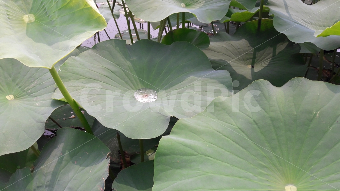 연잎,물방울,물,진동,초록,식물,자연,plants,nature