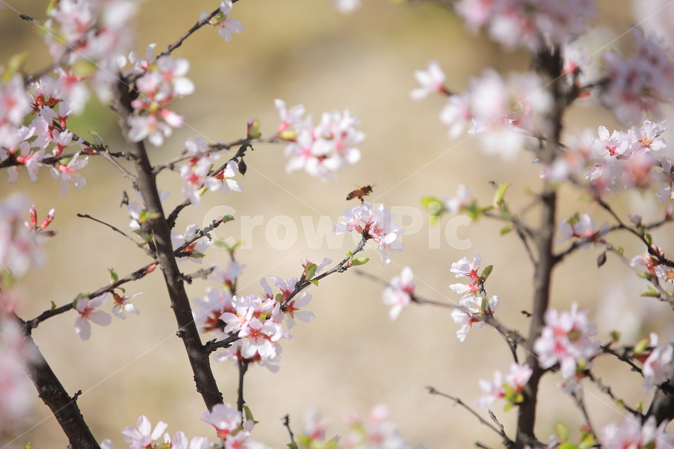벚꽃,봄,새싹,cherryblossom,하늘,꽃,캐논,5dmark3,봄,계절,spring,season,식물,자연,plants,nature,꽃,flower,plant